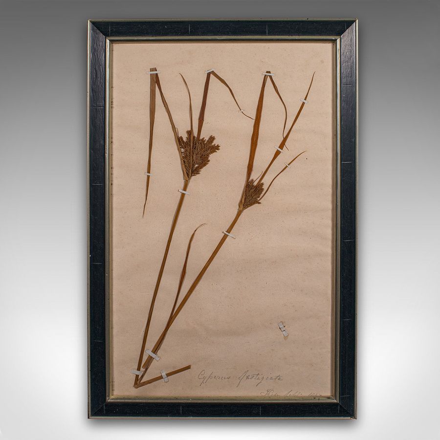 Antique Antique Set Of 6 Botanist's Specimens, English, Framed, Dried Plants, Victorian