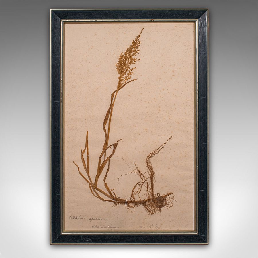 Antique Set Of 6 Antique Botanist's Specimens, English, Framed, Dried Grasses, Victorian