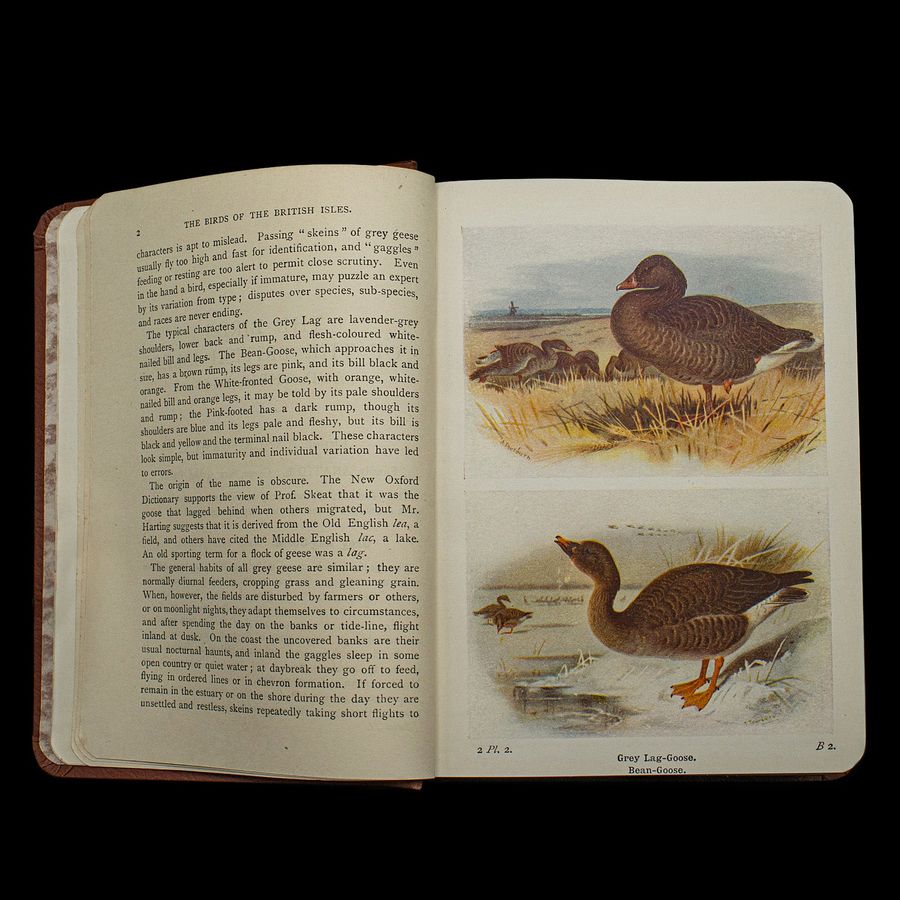Antique Antique Book, Birds Of The British Isles, English, Ornithology Reference, C.1920