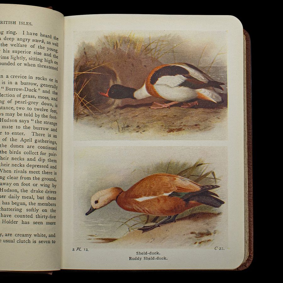 Antique Antique Book, Birds Of The British Isles, English, Ornithology Reference, C.1920