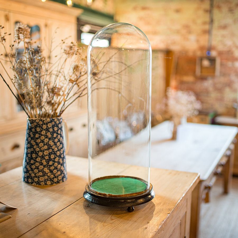 Antique Tall Antique Taxidermy Dome, English, Glass, Pine, Display Case, Victorian, 1880