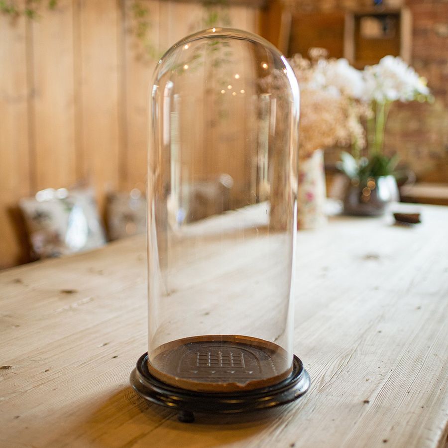 Antique Medium Antique Taxidermy Dome, English, Glass Display Showcase, Edwardian, 1910