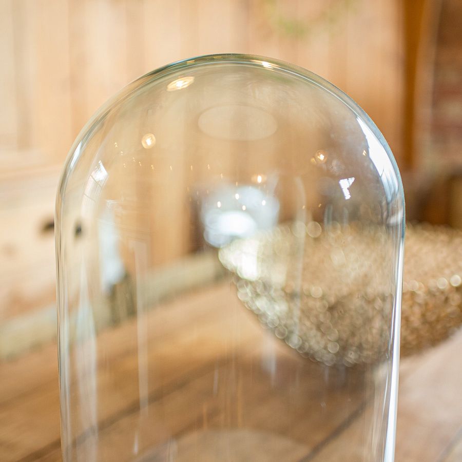 Antique Wide Antique Taxidermy Dome, English, Glass Specimen Showcase, Victorian, C.1870