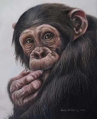 Antique Fantastic Sarah Stribbling Oil Painting Of A Chimpanzee (Monkey ...