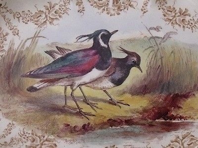 Fine Antique Royal Worcester Birds Dish / Tray c1890's