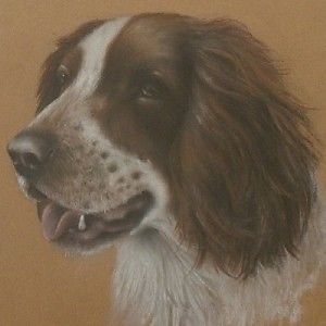 Original Springer Spaniel Dog Pastel Painting Study By P.J. Rowles Chapman