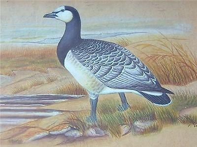 English School Barnacle Goose Bird Watercolour Painting