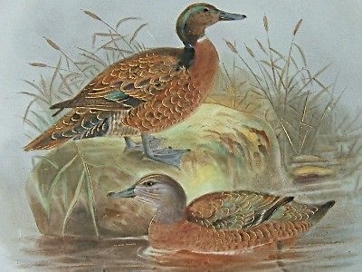 Antique Antique Royal Worcester Vitreous Plate Ducks / Mallards
