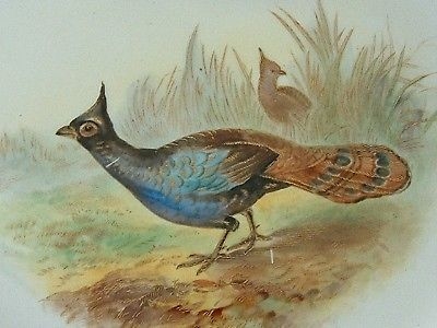 Antique Royal Worcester Vitreous Plate - Bird Detail