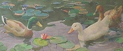 Fine Arthur Wilson Gay (1901-1958) Ducks Amongst Lilies Watercolour Painting