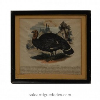 Lithography with educational record wild turkey