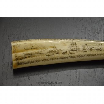 Antique Magnificent whale tooth