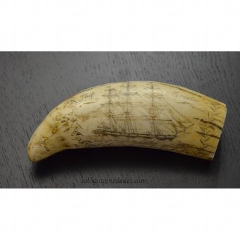 Antique Commemorative whale tooth