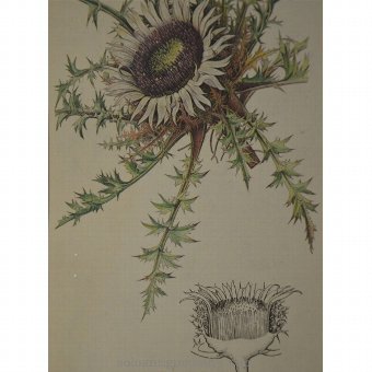 Antique Watercolor flower representing
