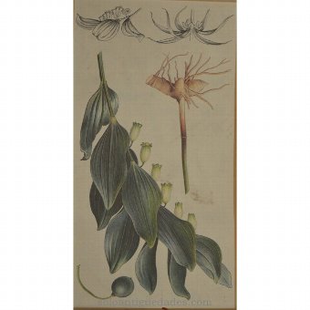 Antique Watercolor representing leaf detail