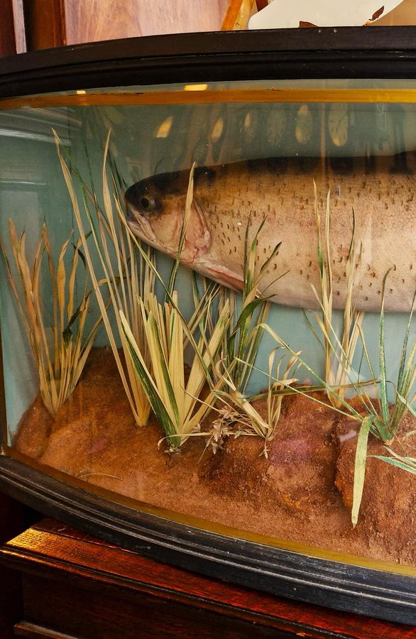 Antique Antique Taxidermy Trout in Bow Front Case c.1900