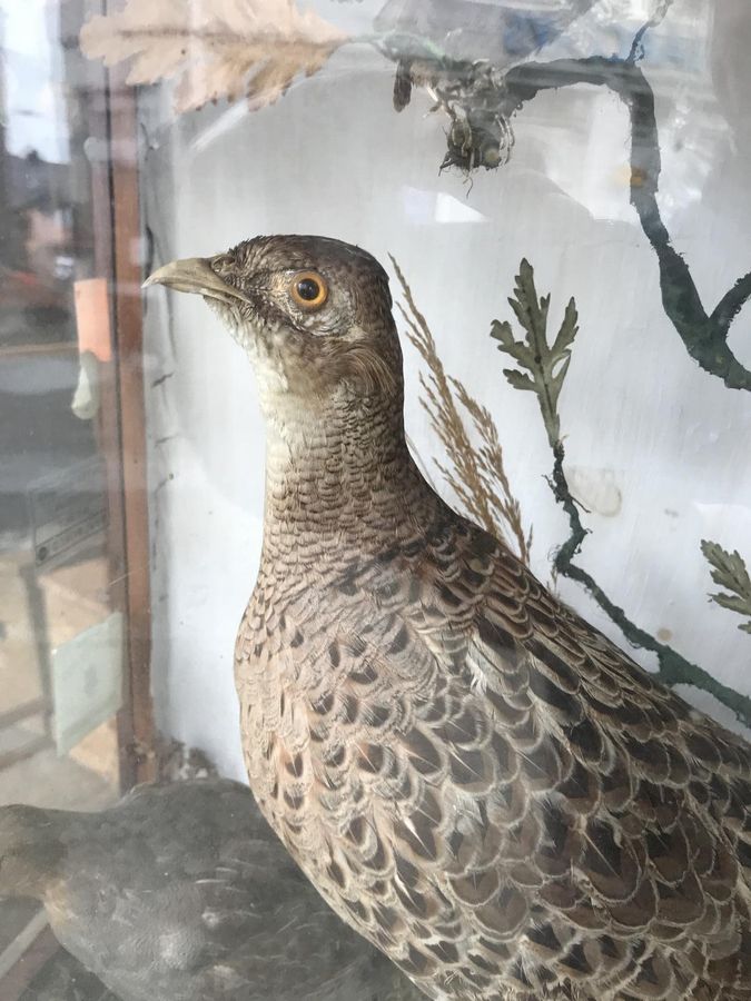 Antique Impressive Victorian Taxidermy Display of Birds