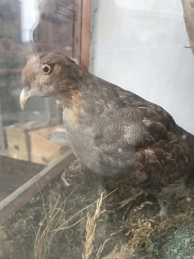 Antique Impressive Victorian Taxidermy Display of Birds