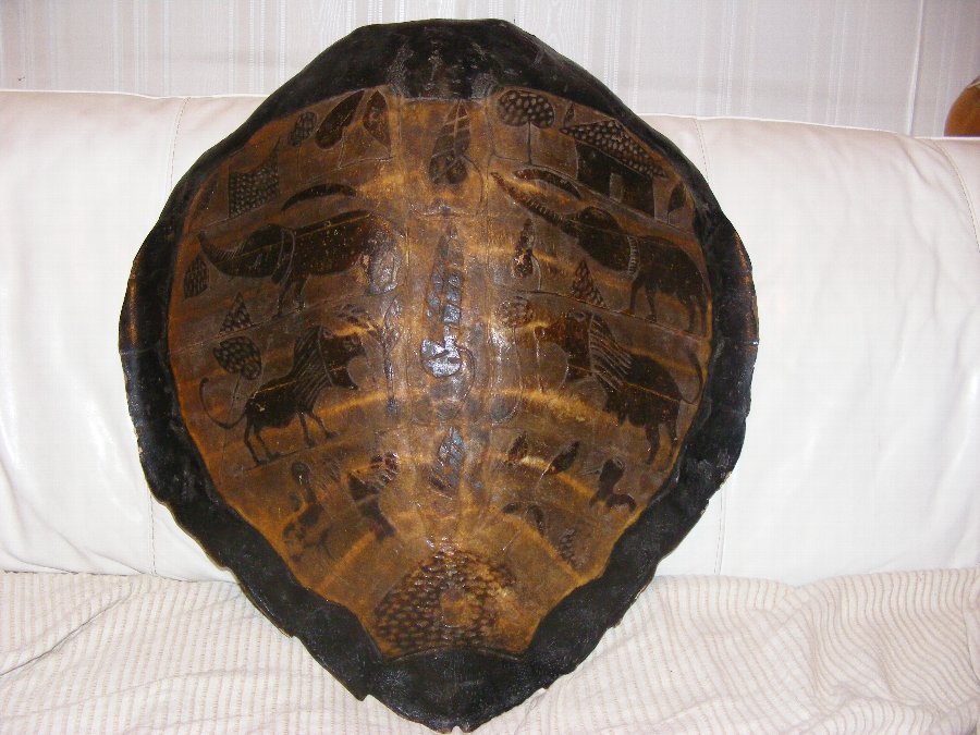 turtle shell african carved rare
