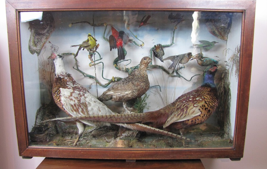 Cased taxidermy group of birds