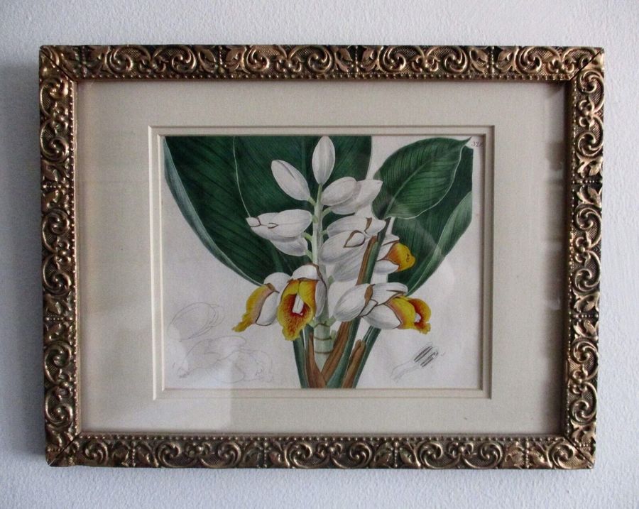 Antique  Original 1818  Alpinia  Ornamental Flower Botanical  by Edwards/ Framed