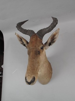 Antique Very early Coke's Hartebeest dated 15 mar. 1909 Athi Plains (Kenya) 