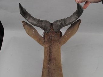 Antique Very early Coke's Hartebeest dated 15 mar. 1909 Athi Plains (Kenya) 