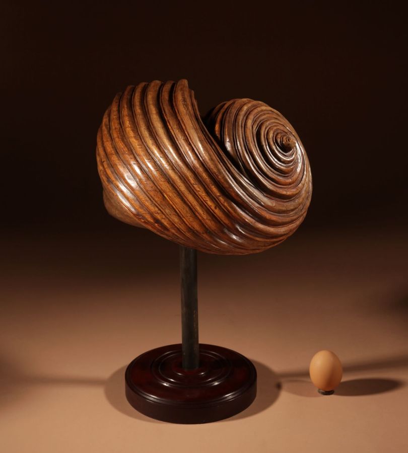 Exceptional “kunstkammer” Education Model of A Carved Walnut Turbo Shell. (Marmarostoma Artensis)