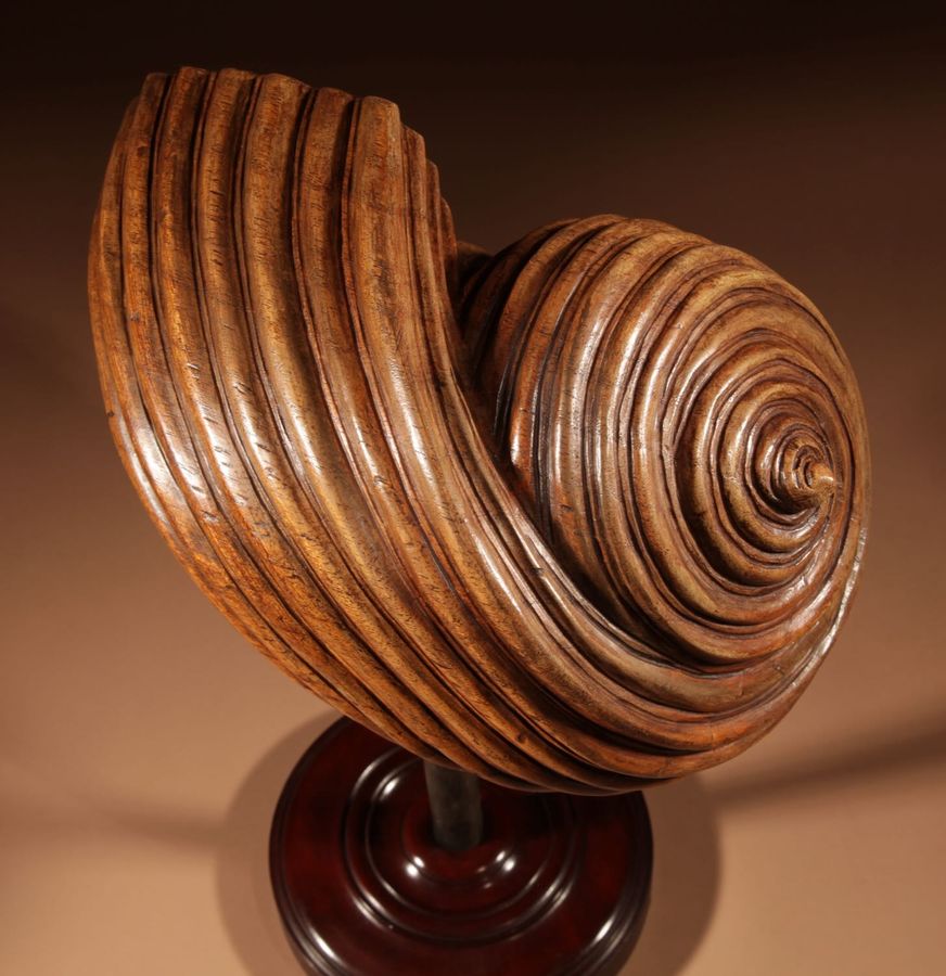 Antique Exceptional “kunstkammer” Education Model of A Carved Walnut Turbo Shell. (Marmarostoma Artensis)