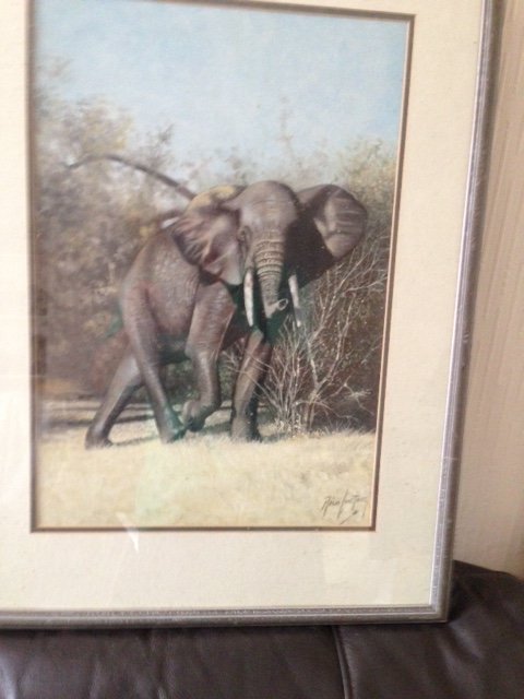 Antique A magnificent 20th century oil on board painting by the artist Nico Joetrzee of an inquisitive bull elephant .
