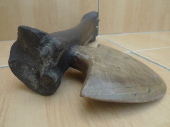 Antique KAPAK JAWA 250mm JAW BONE TRIBAL AXE AX AXES WEAPON Hindu Stone Blade Knife
