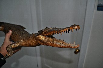 Antique Crocodile Taxidermy 
