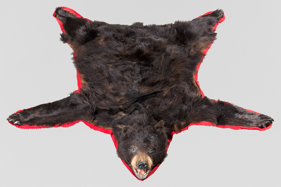 Rare Magnificent Mid-Century Canadian Black Bear Rug Taxidermy Skin Inc CITES