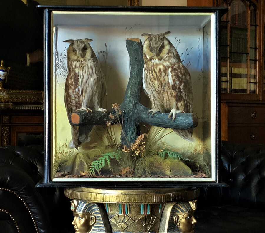 A High-Quality 19th Century Antique Cased Taxidermy Of 2 British Long-Eared Owls