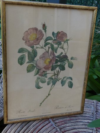 Pierre-Joseph Redouté (1759 -1840) Rosier imprimé par Remond Langlois scupl
