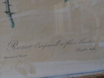 Antique Pierre-Joseph Redouté (1759 -1840) Rosier imprimé par Remond Langlois scupl