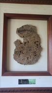 Antique 230 million years old (Triassic) petrified Podocarpaceae