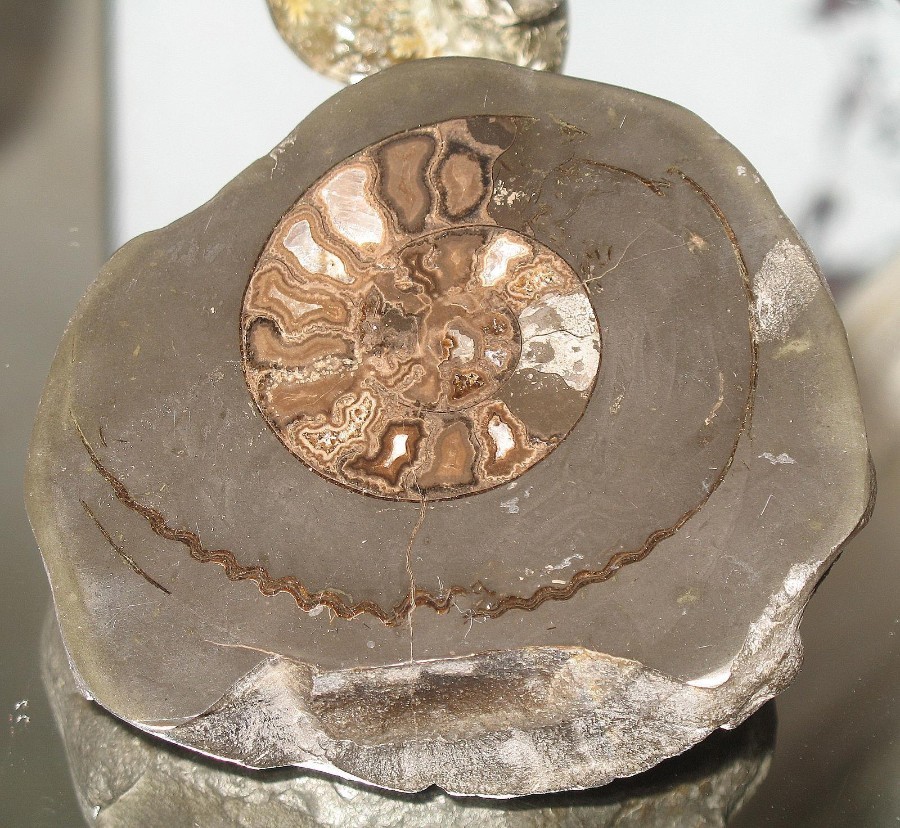 Stone / Fossils a quality Ammonite Polished Fossil - 350 million years old