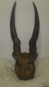 Antique Antelope horns