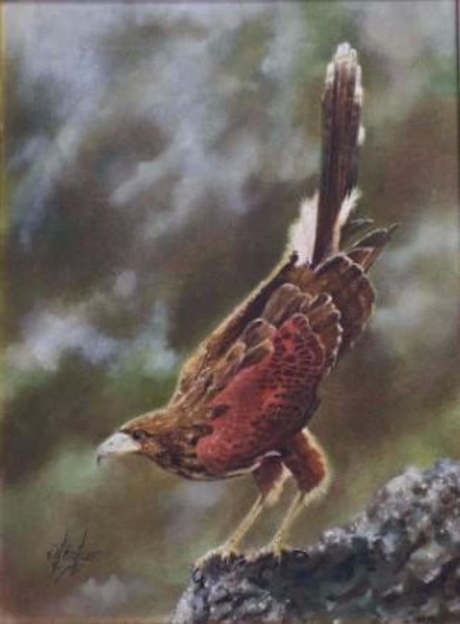 Dave Baker. (American) Oil on canvas.Titled: "The Harris Hawk"