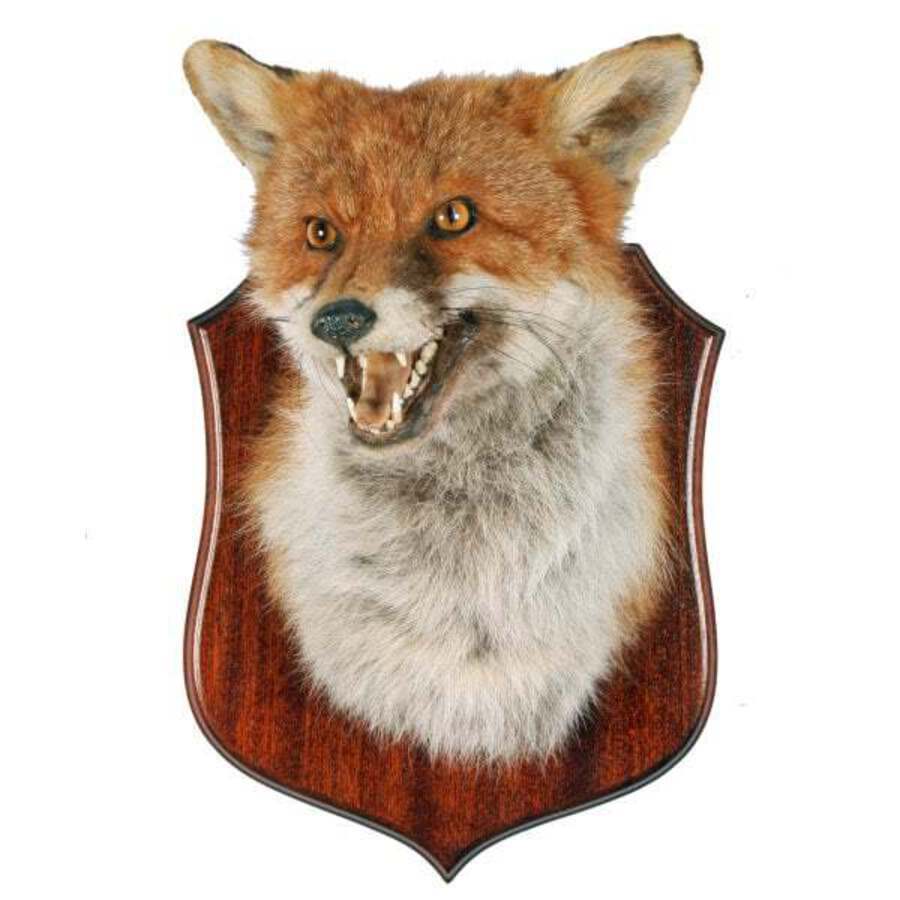 Antique 20th Century Taxidermy Fox Head 