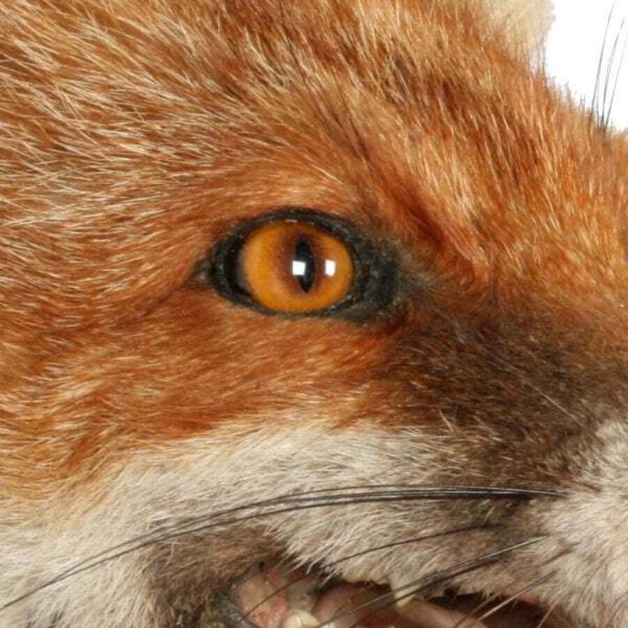 Antique 20th Century Taxidermy Fox Head 