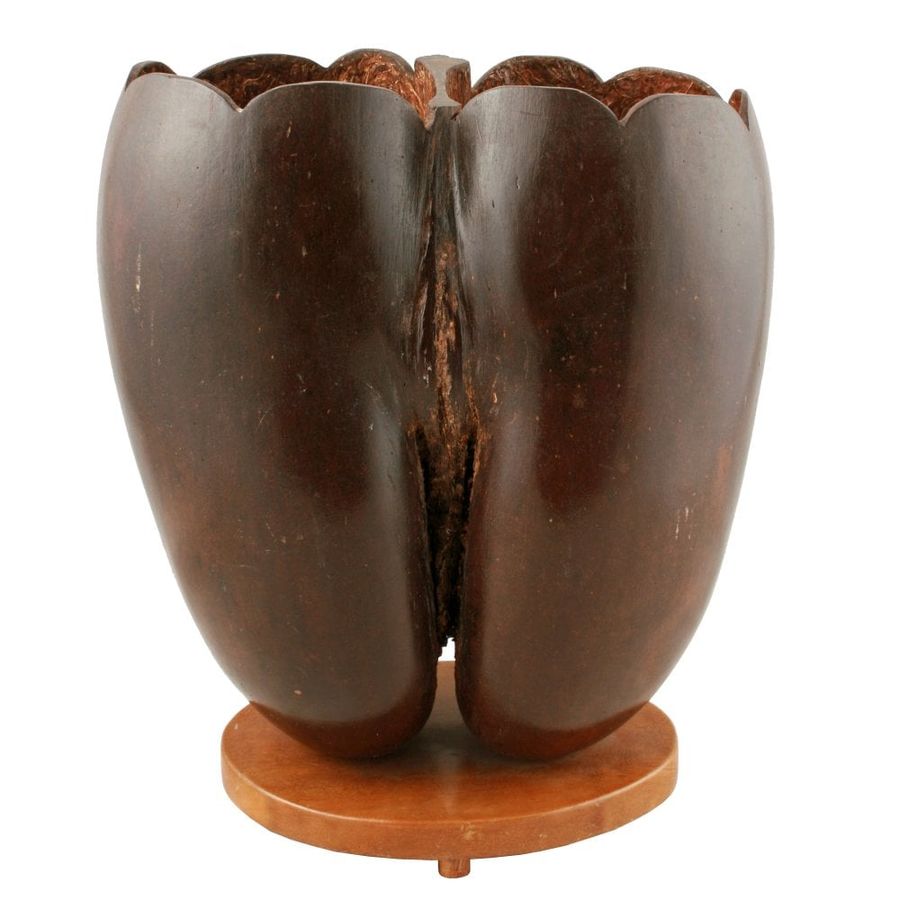 Antique Coco de Mer Shell Vase 