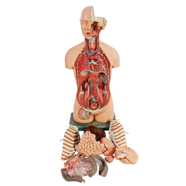 Antique Adam Rouilly Anatomical Model 