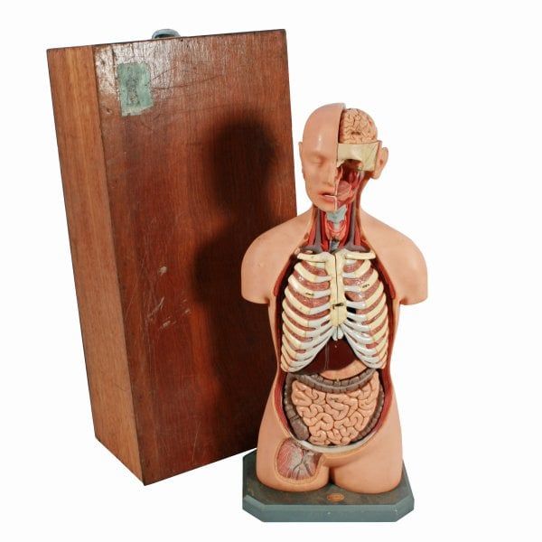 Antique Adam Rouilly Anatomical Model 