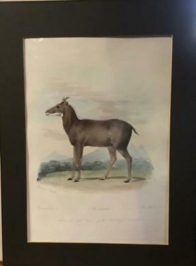 1850 Large Original WATERCOLOUR Natural History Asia Part Of Large Collection