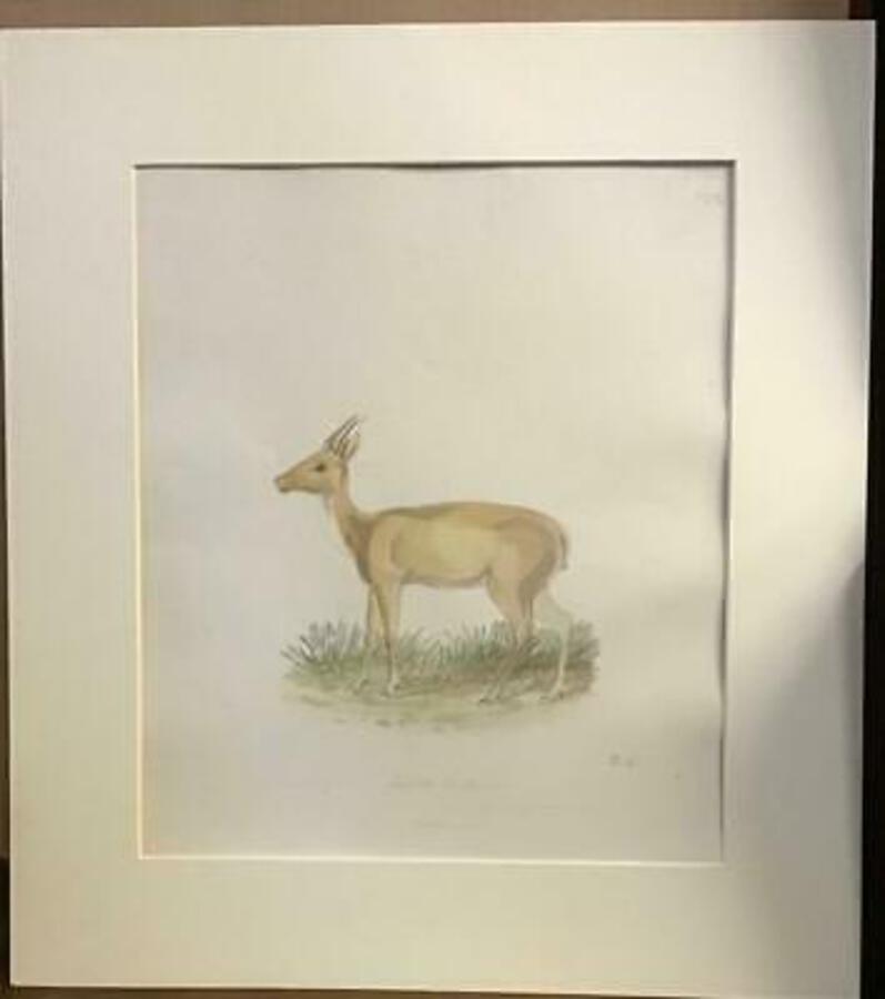 Rare 1850 NATURAL HISTORY WATERCOLOUR Asian PART Of LARGE COLLECTION