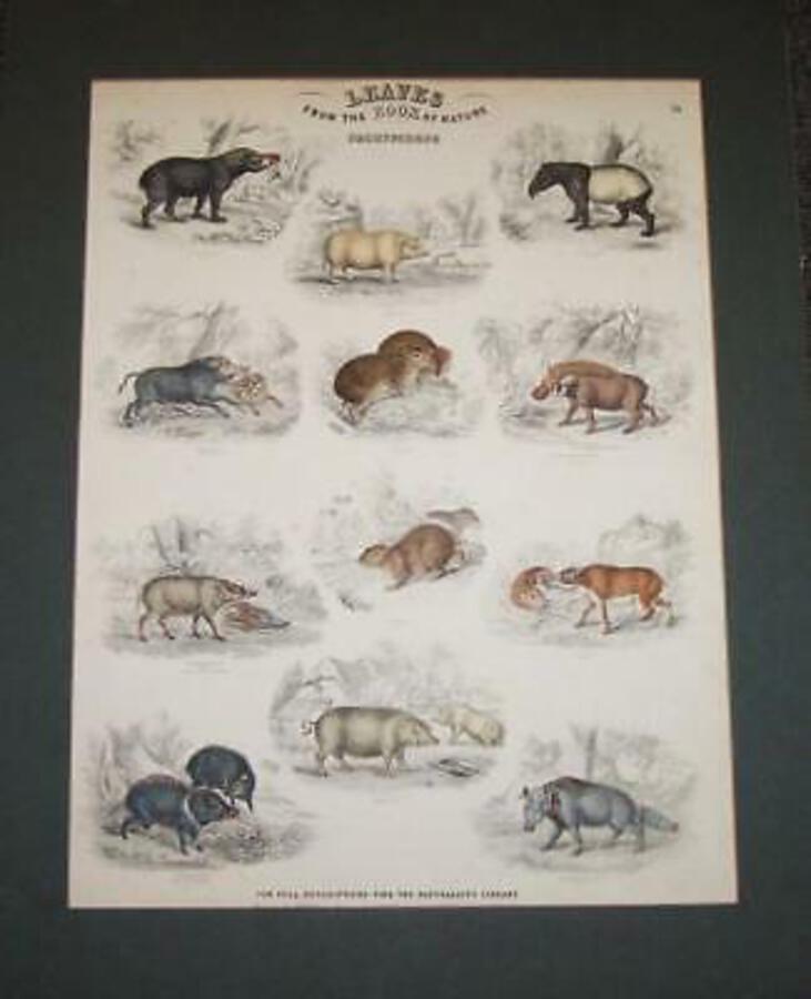 1846 rare WILLIAM JARDINE SAMPLE ENGRAVING Pachydermes PIGS HOGS Hand coloured