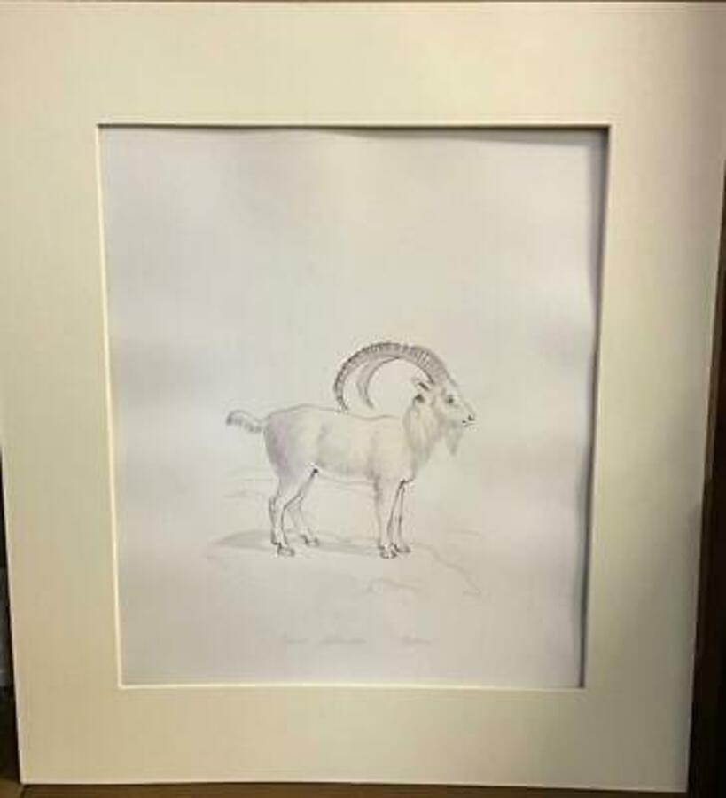 Rare 1850 NATURAL HISTORY WATERCOLOUR Goat Sketch PART Of LARGE COLLECTION