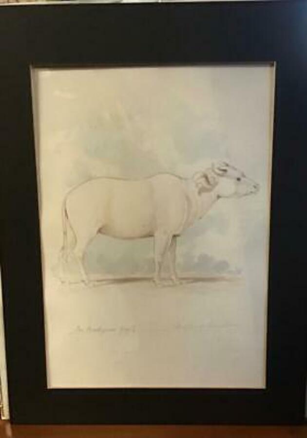 Rare 1850 NATURAL HISTORY WATERCOLOUR PAINTING Part Of LARGE COLLECTION